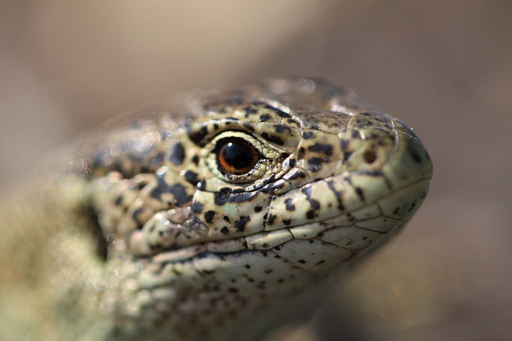 jašterica krátkohlavá (lacerta agilis) sand lizard
