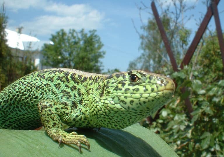 jaszczurka lacerta agilis