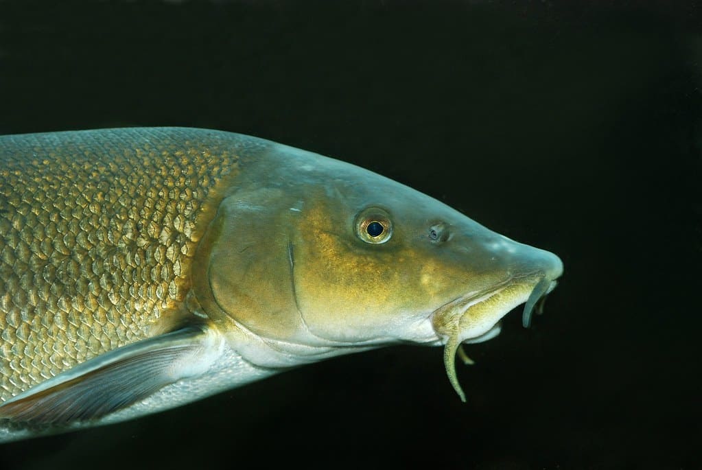 barbus barbus  Barb