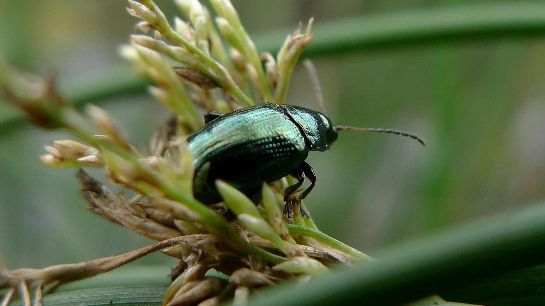 flea beetle (6775805105) flea beetle (6775805105)