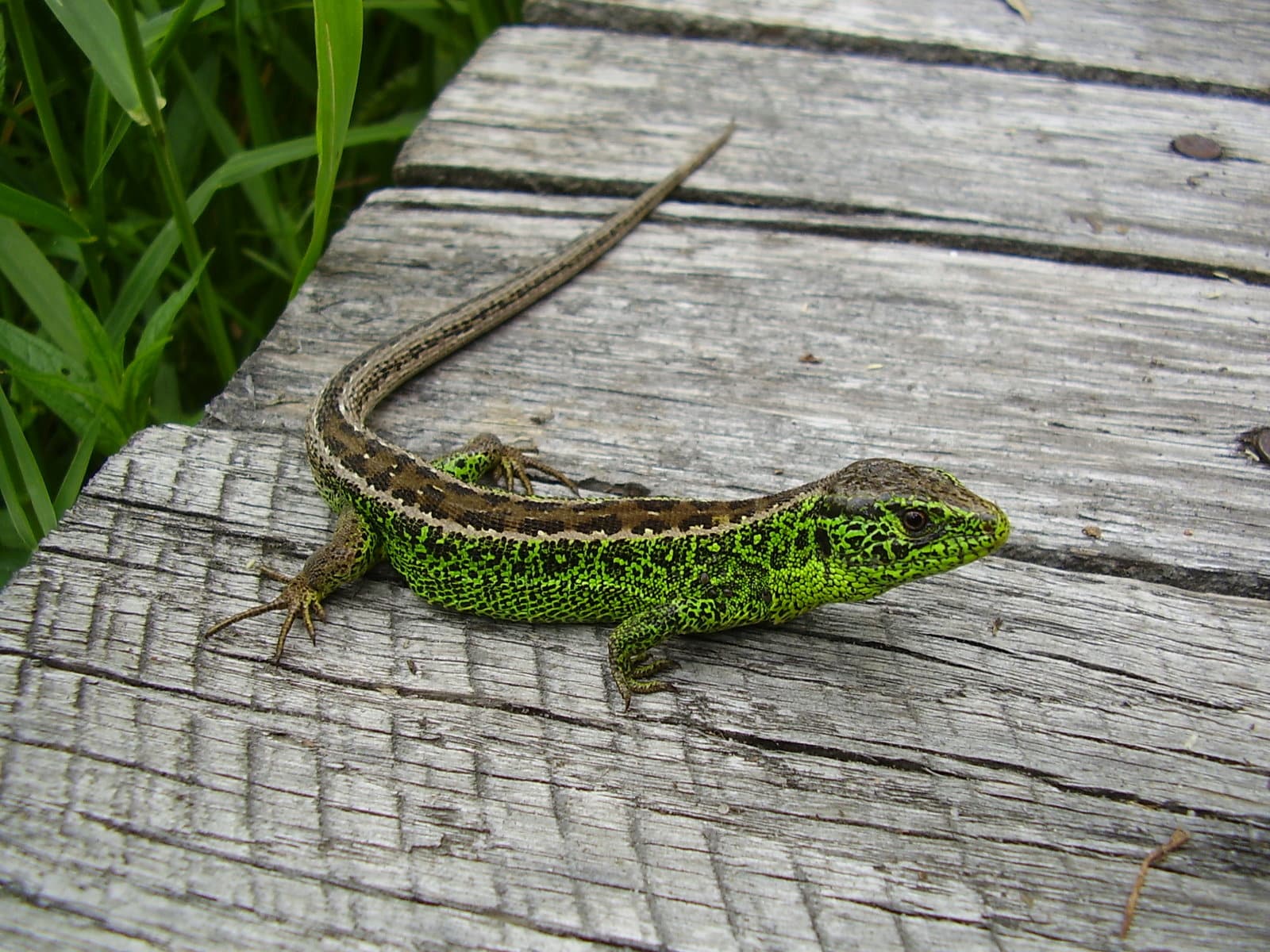 lacerta agilis 2443