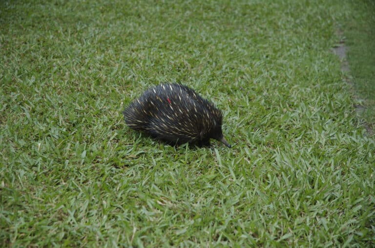 echidna australia zoo beerwah queensland australia flickr cindy andrie echidna australia zoo beerwah queensland australia flickr cindy andrie