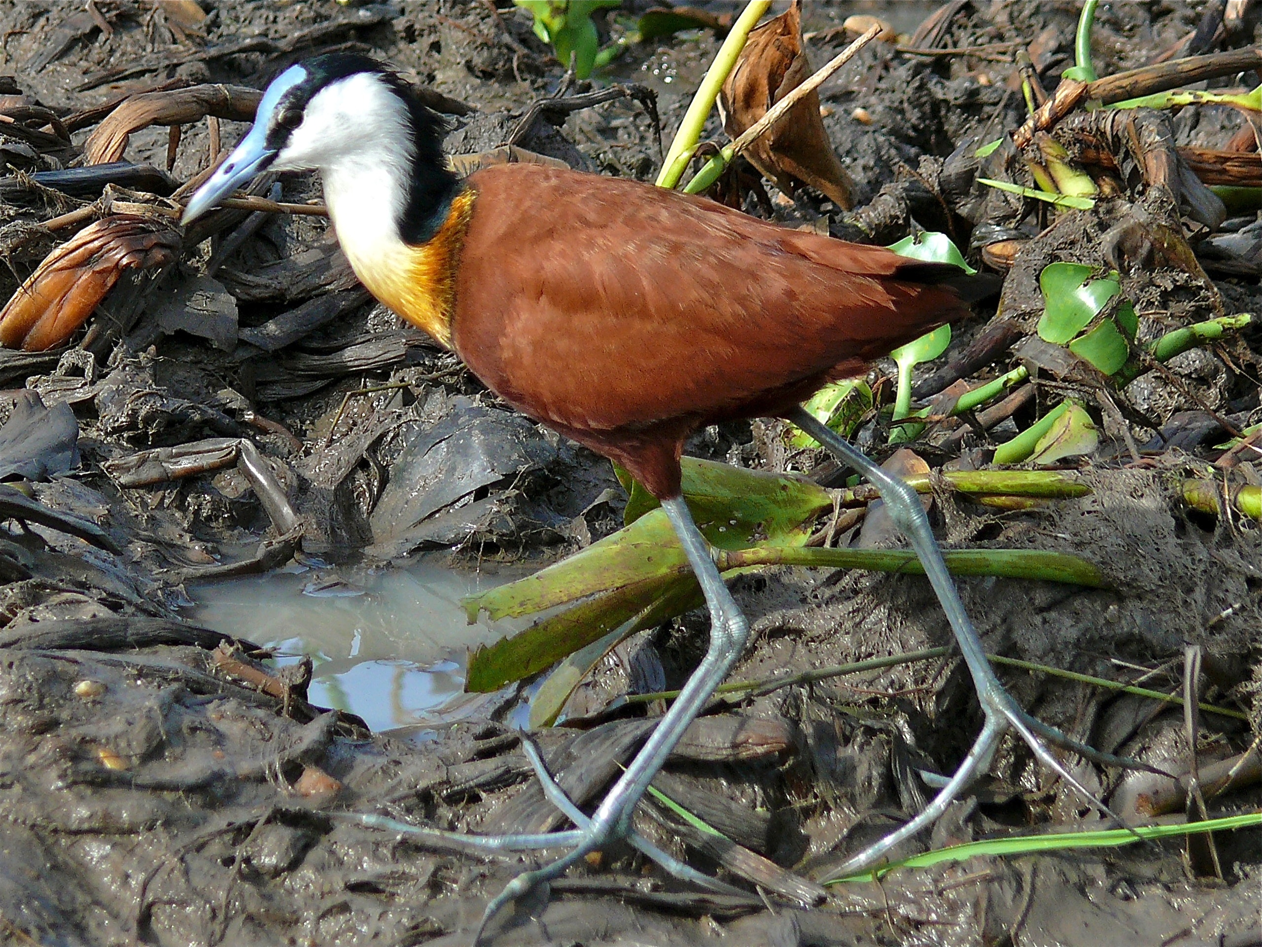 african jacana (actophilornis africanus) (18228451652)