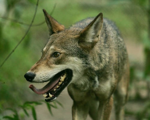 endangered red wolf (canis rufus)