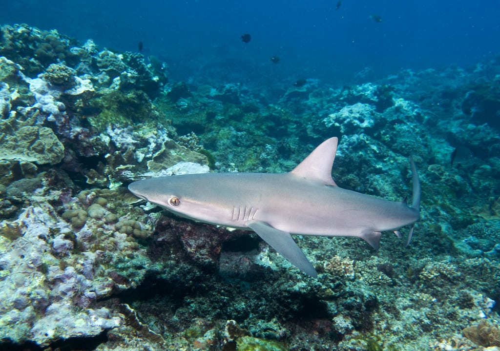 carcharhinus galapagensis shark
