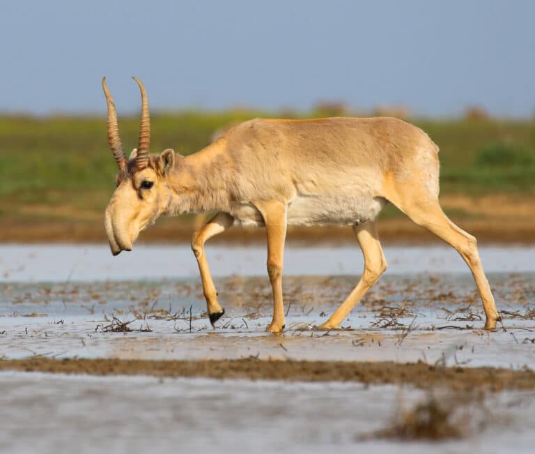 saiga antelope at the stepnoi sanctuary Saiga