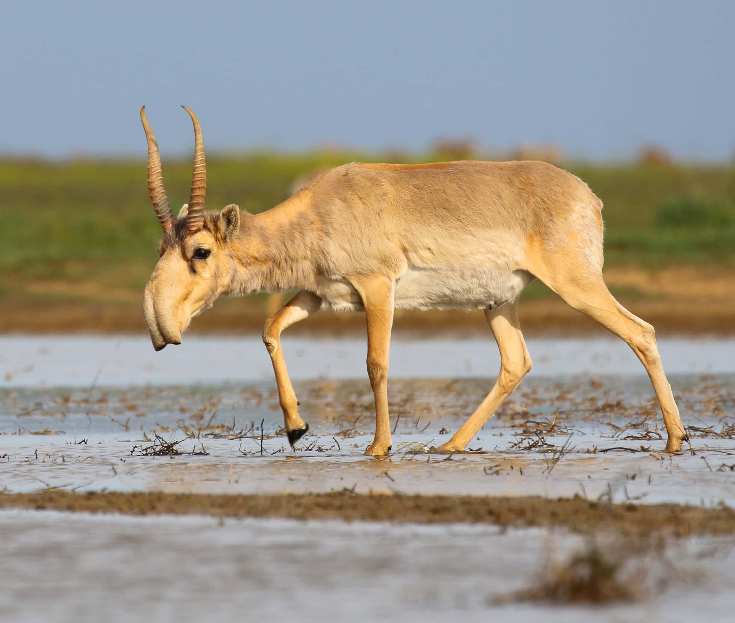 saiga antelope at the stepnoi sanctuary  Saiga