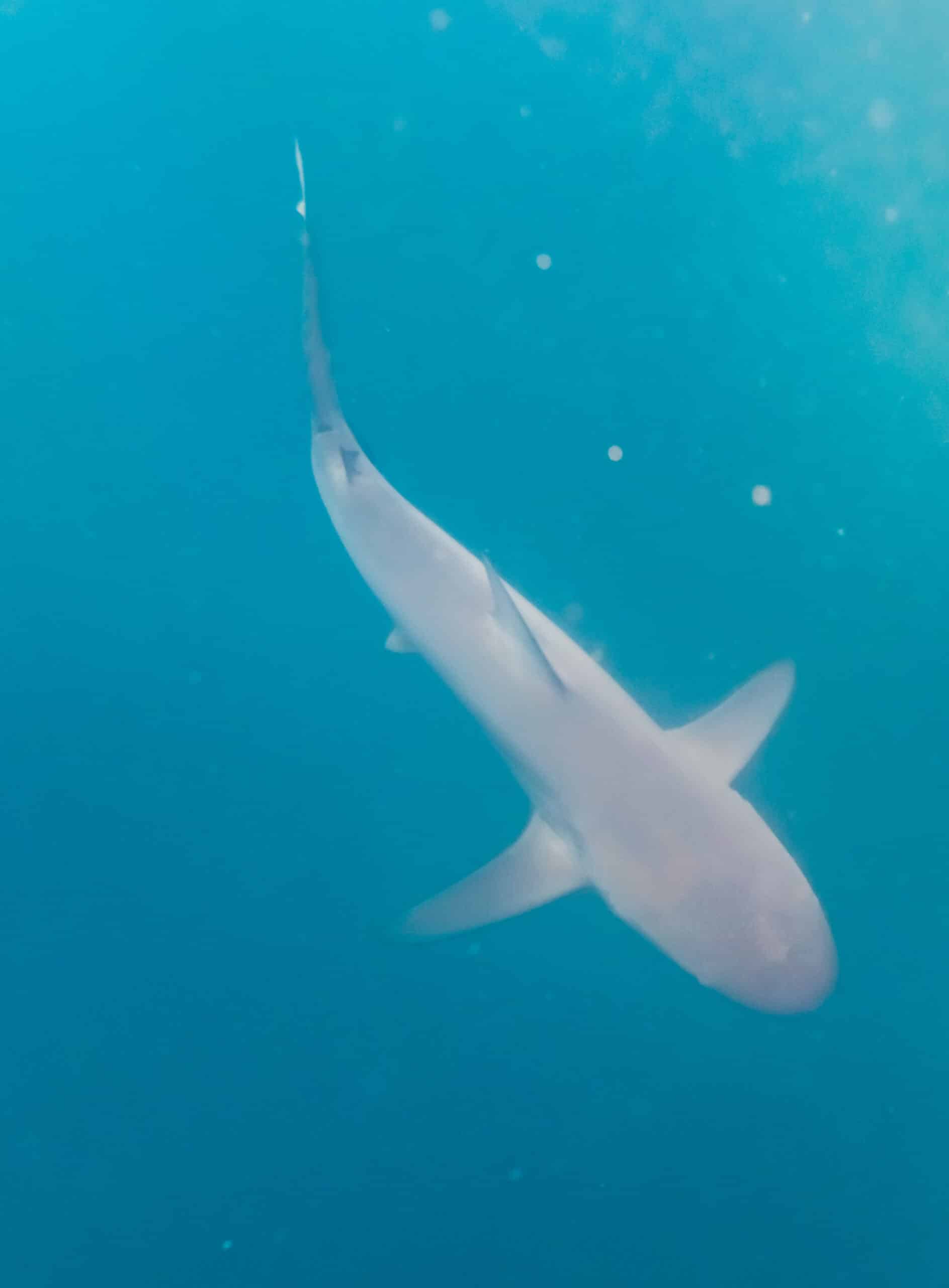 tiburón de galápagos (carcharhinus galapagensis), isla de san cristóbal, islas galápagos, ecuador, 2015 07 25, dd 11