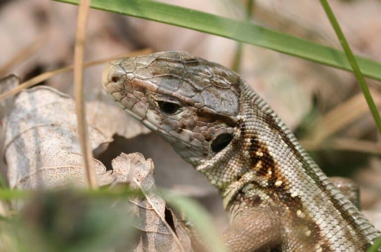 lacerta agilis 02 (xndr) Sand Lizard