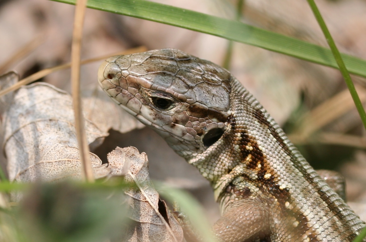 lacerta agilis 02 (xndr)  Sand Lizard