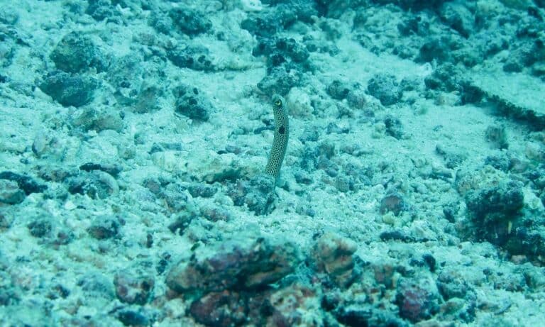 spotted garden eel (heteroconger hassi)
