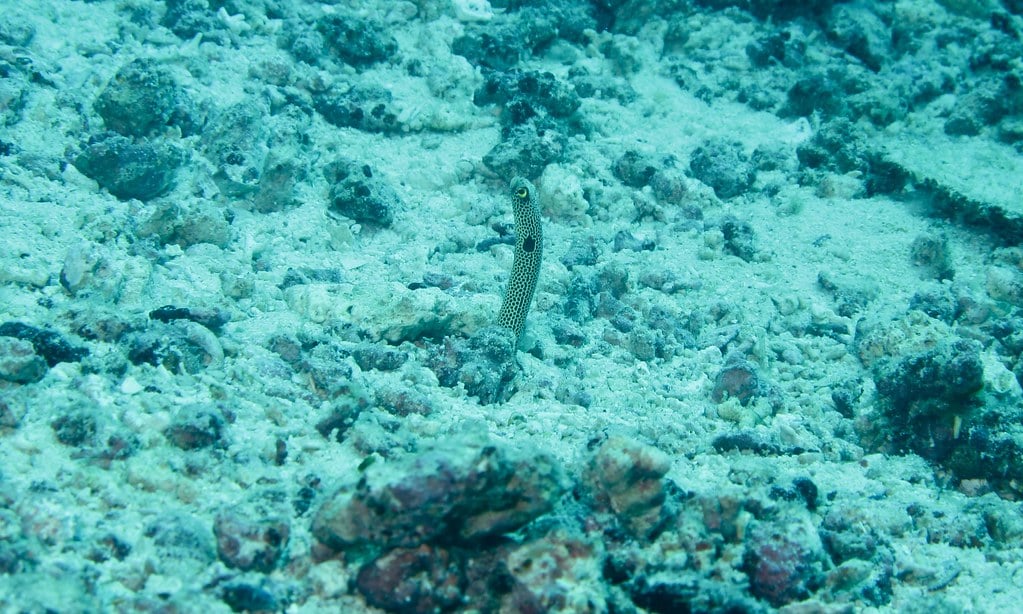 spotted garden eel (heteroconger hassi)