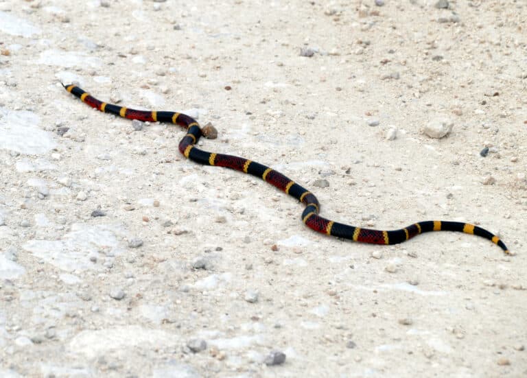 micrurus tener 280310738 micrurus tener 280310738
