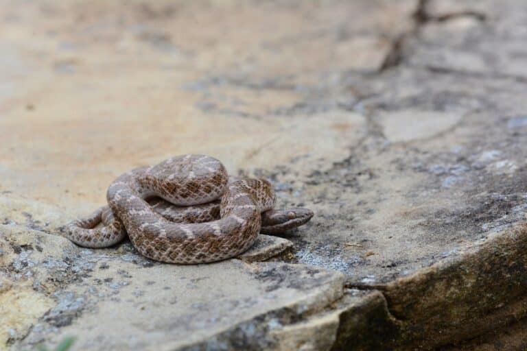 texas nightsnake texas nightsnake