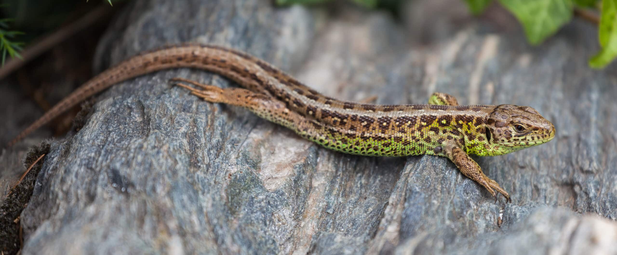 file:lagarto ágil (lacerta agilis), jardín botánico, múnich, alemania, 2013 09 08, dd 02.jpg