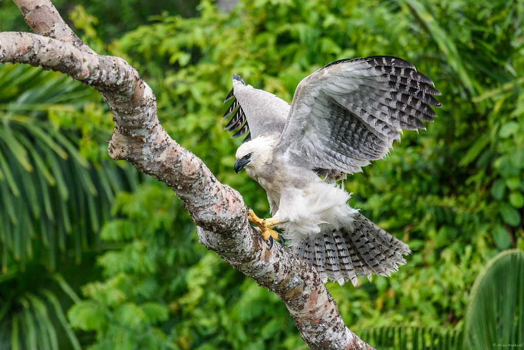 harpy eagle (harpia harpyja), juvenile