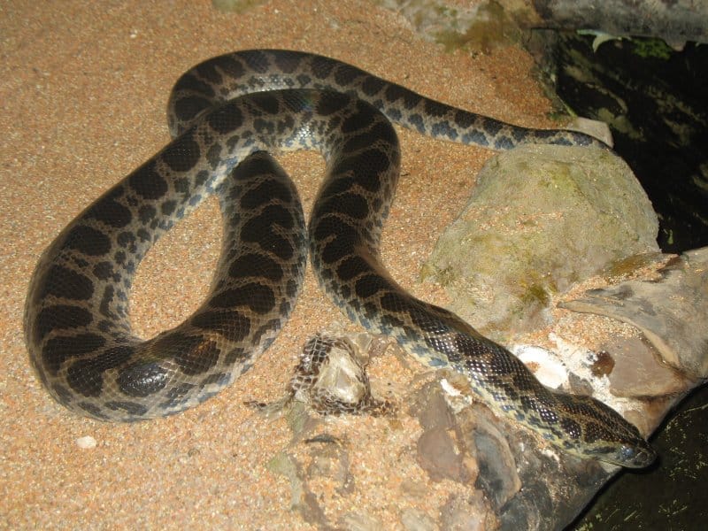 eunectes notaeus (puntaverde zoo, italy) eunectes notaeus (puntaverde zoo, italy)