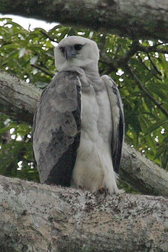 030201 img 1718 harpy eagle (harpia harpyja)