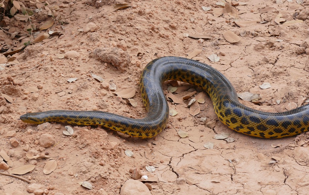 yellow anaconda (eunectes notaeus) crossing the road … yellow anaconda (eunectes notaeus) crossing the road …