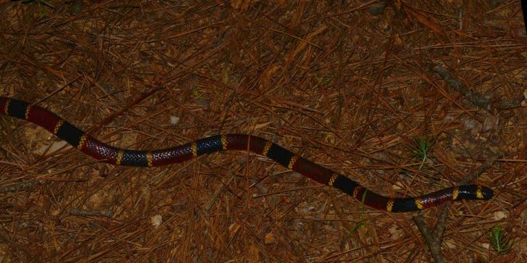 texas coral snake (micrurus tener) photographed in houston co., texas. w. l. farr texas coral snake (micrurus tener) photographed in houston co., texas. w. l. farr