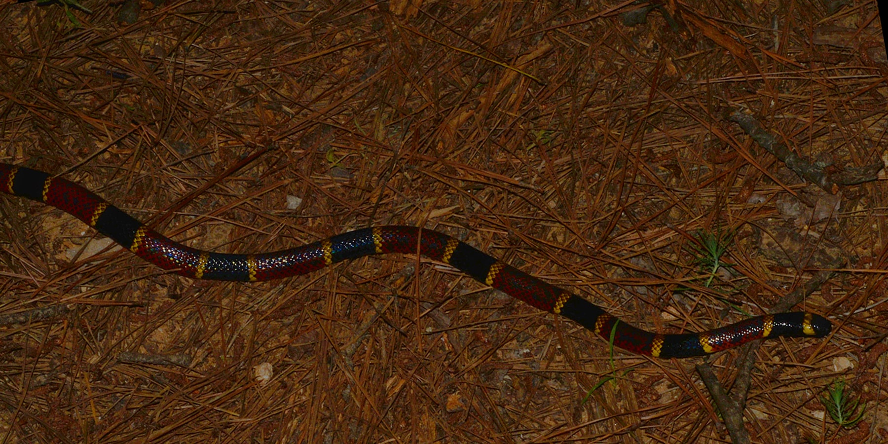 texas coral snake (micrurus tener) photographed in houston co., texas. w. l. farr texas coral snake (micrurus tener) photographed in houston co., texas. w. l. farr