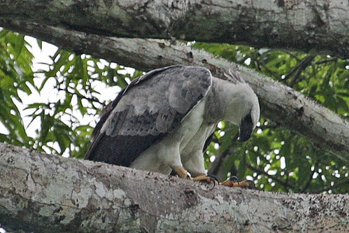 030201 img 1735 harpy eagle (harpia harpyja)