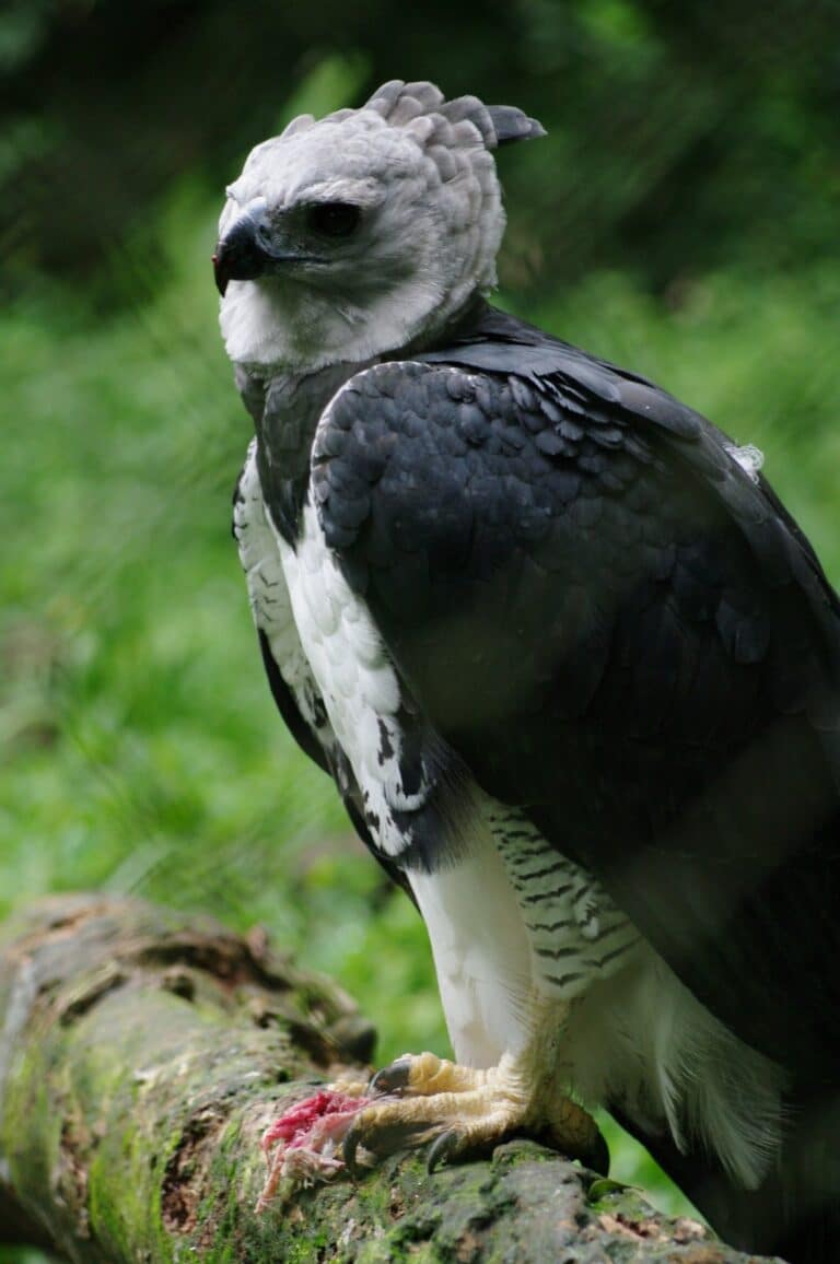harpia harpyja sao paulo zoo, brasil adult 8a