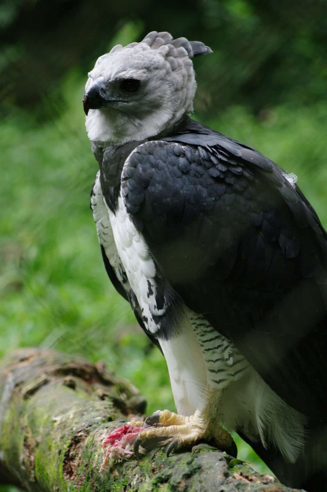 harpia harpyja sao paulo zoo, brasil adult 8a