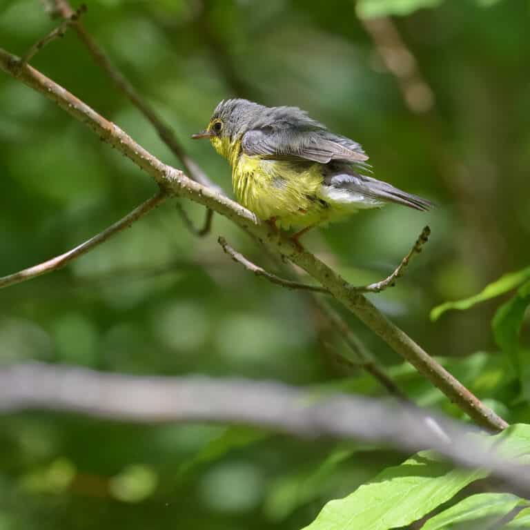 canada warbler new germany 5.26.24 dsc 6965 topaz denoiseraw sharpen canada warbler new germany 5.26.24 dsc 6965 topaz denoiseraw sharpen