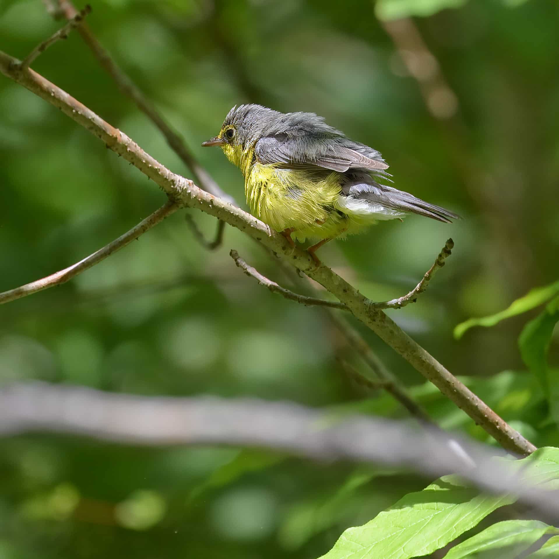 canada warbler new germany 5.26.24 dsc 6965 topaz denoiseraw sharpen canada warbler new germany 5.26.24 dsc 6965 topaz denoiseraw sharpen