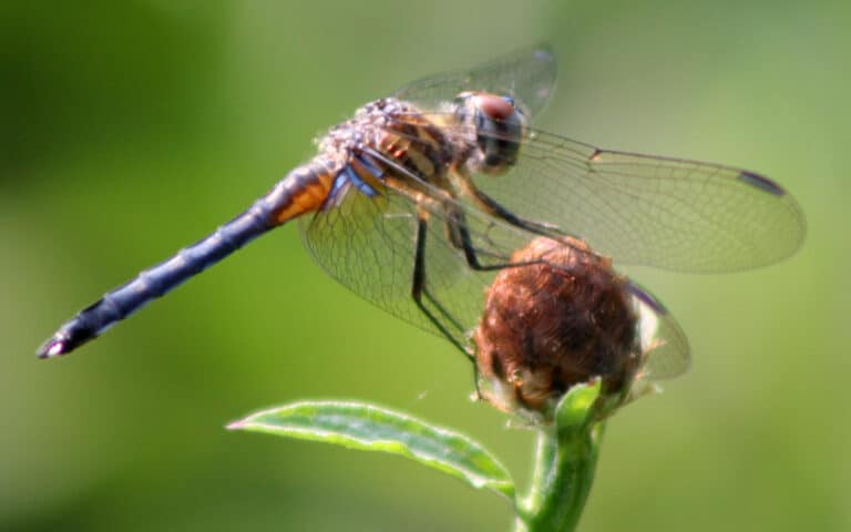 dragonfly ran 591 blue dasher m Dragonfly