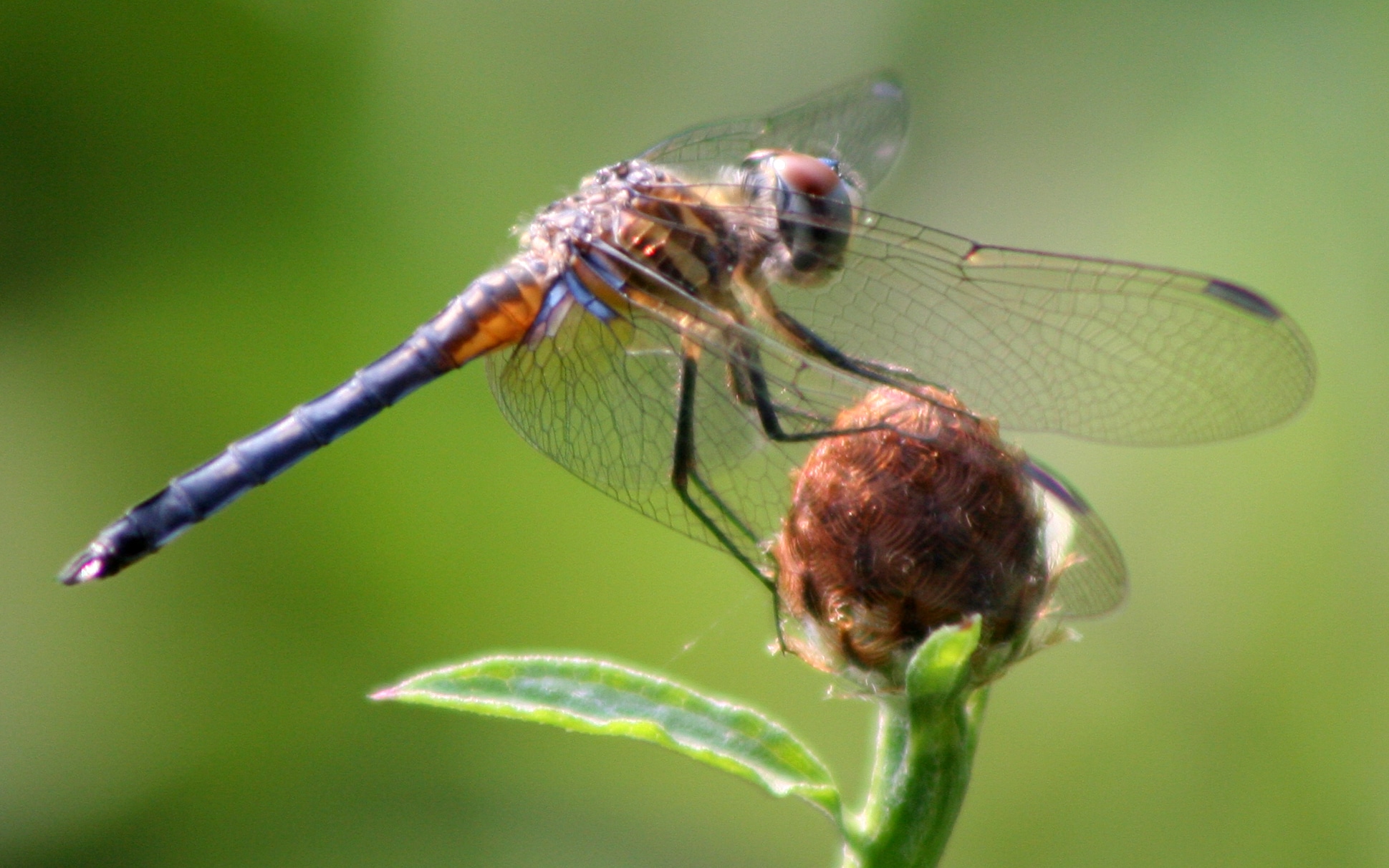 dragonfly ran 591 blue dasher m  Dragonfly
