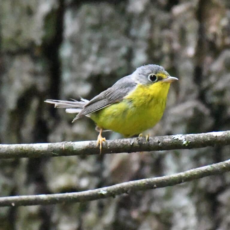 canada warbler new germany state park dsc 0919 canada warbler new germany state park dsc 0919