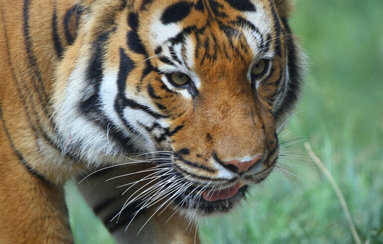 malay tiger Malayan Tiger