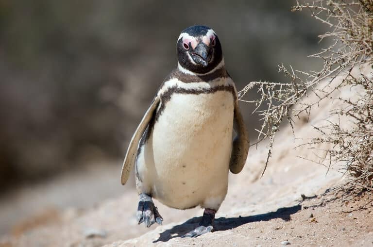 magellanic penguin, valdes peninsula, e magellanic penguin, valdes peninsula, e Magellanic Penguin