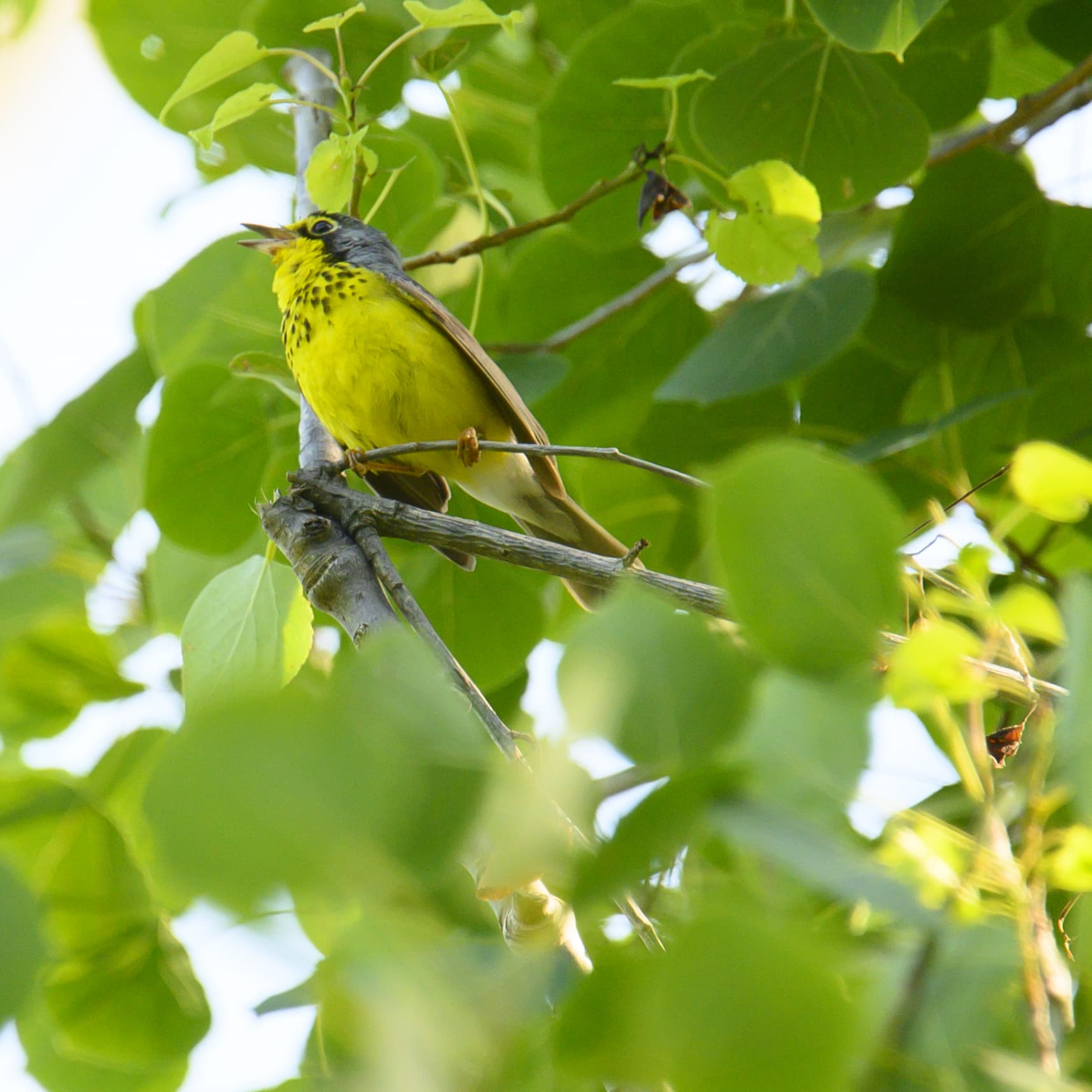 canada warbler north harmony state forest 6.29.23 dsc 1141 canada warbler north harmony state forest 6.29.23 dsc 1141