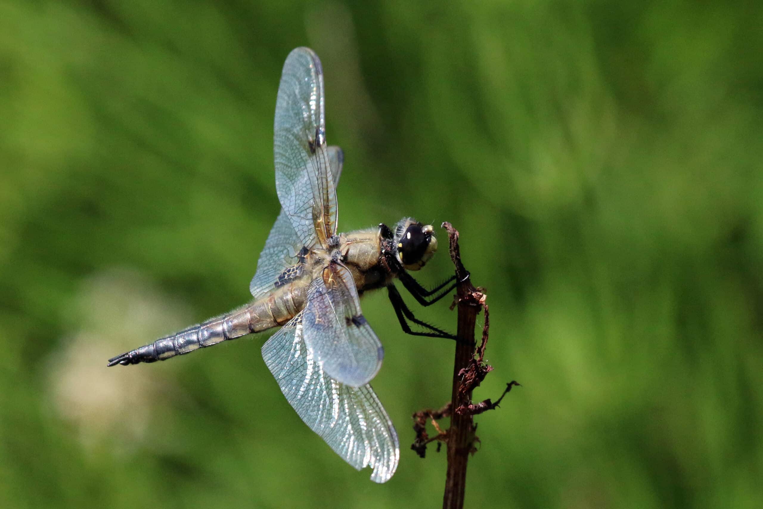 four spotted chaser dragonfly (libellula quadrimaculata) male