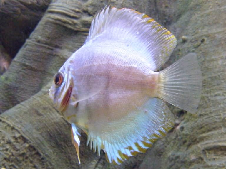 paletka barwna symphysodon aequifasciatus (2) paletka barwna symphysodon aequifasciatus (2)