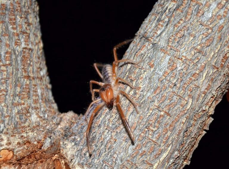 camel spider( solifuge)