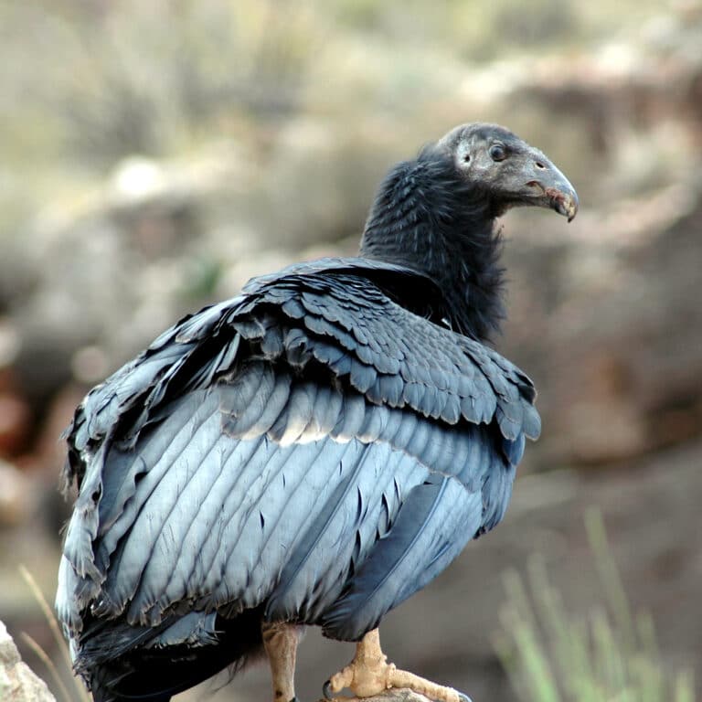 grand canyon national park california condor 350 fledged (5735623548)