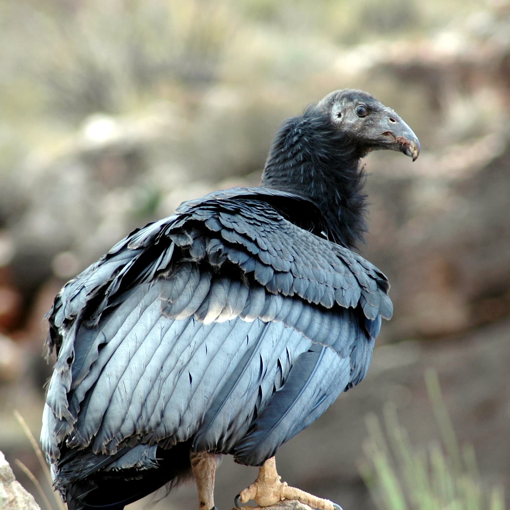 grand canyon national park california condor 350 fledged (5735623548)