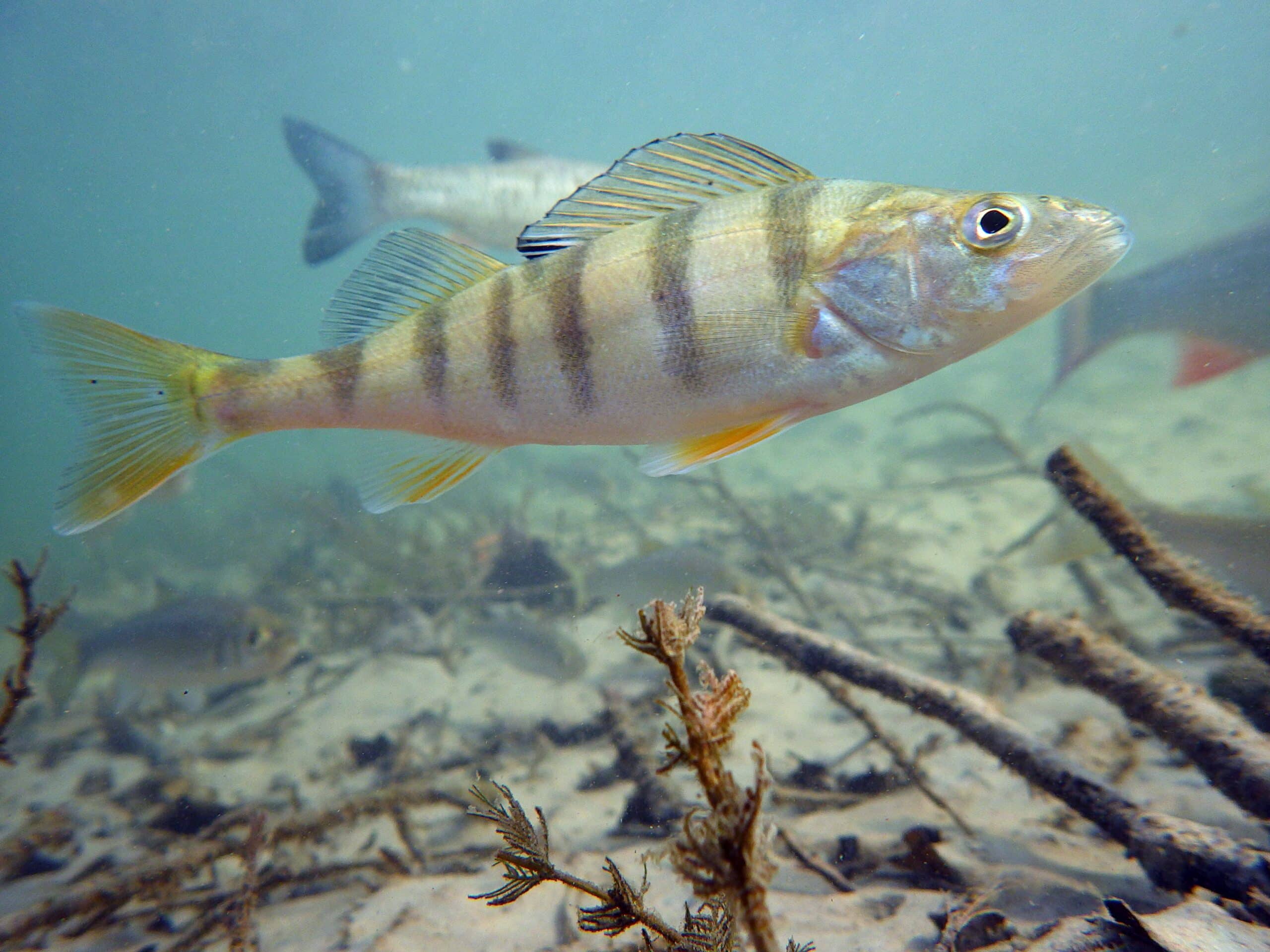 egli (perca fluviatilis) egli (perca fluviatilis)