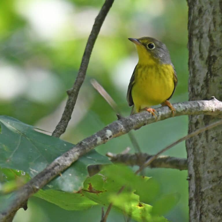 canada warbler patuxent research refuge north tract 9.12.21 dsc 1250 canada warbler patuxent research refuge north tract 9.12.21 dsc 1250