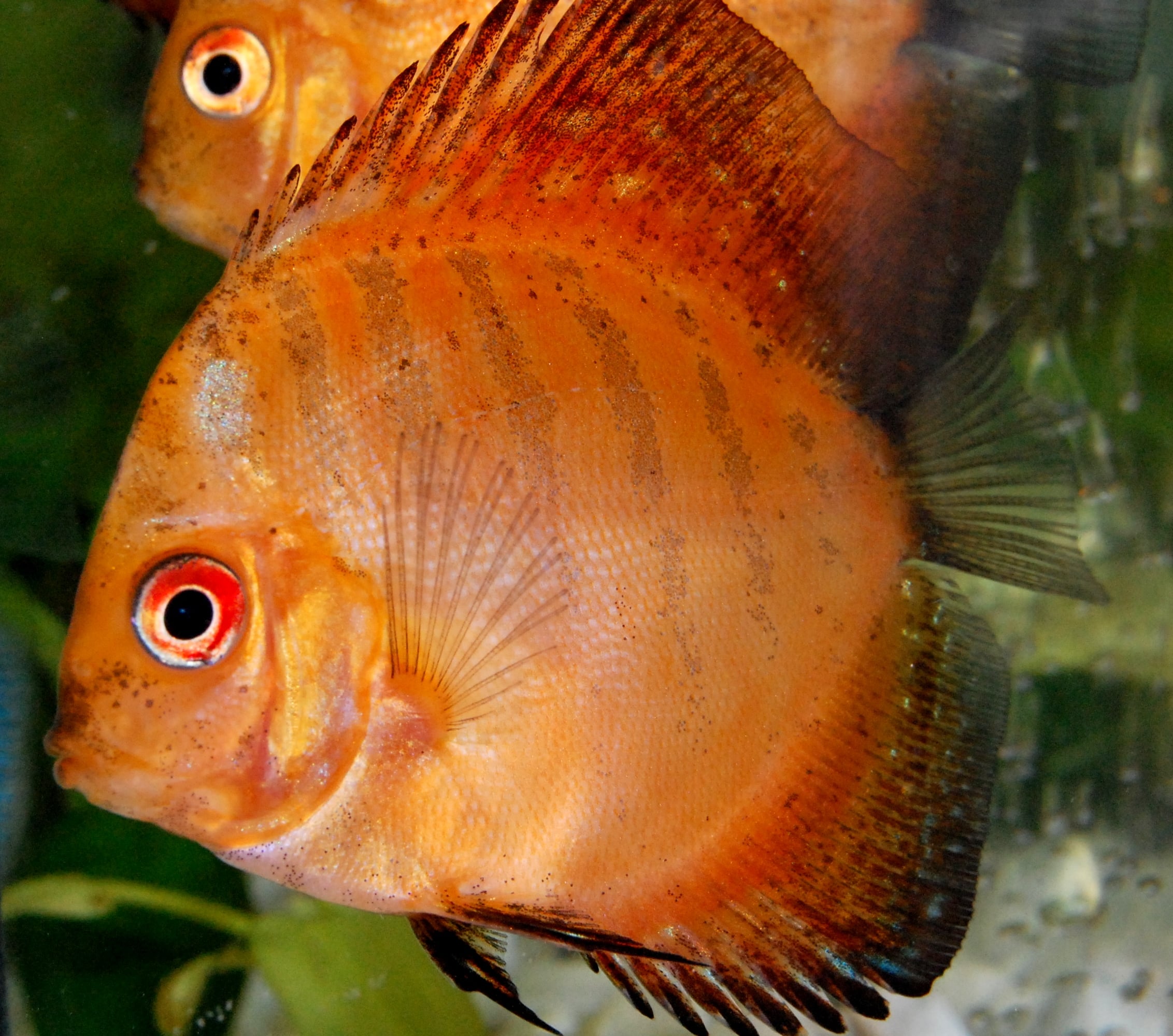symphysodon aequifasciatus (2) 03may2010 symphysodon aequifasciatus (2) 03may2010