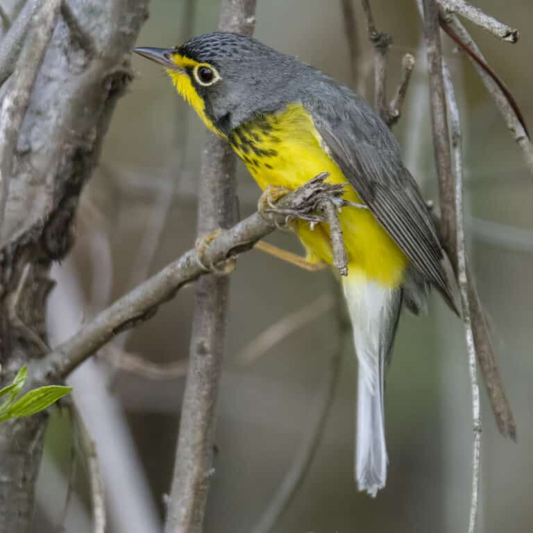 canada warbler magee marsh 5.15.23 dsc 6489 topaz denoiseraw sharpen canada warbler magee marsh 5.15.23 dsc 6489 topaz denoiseraw sharpen