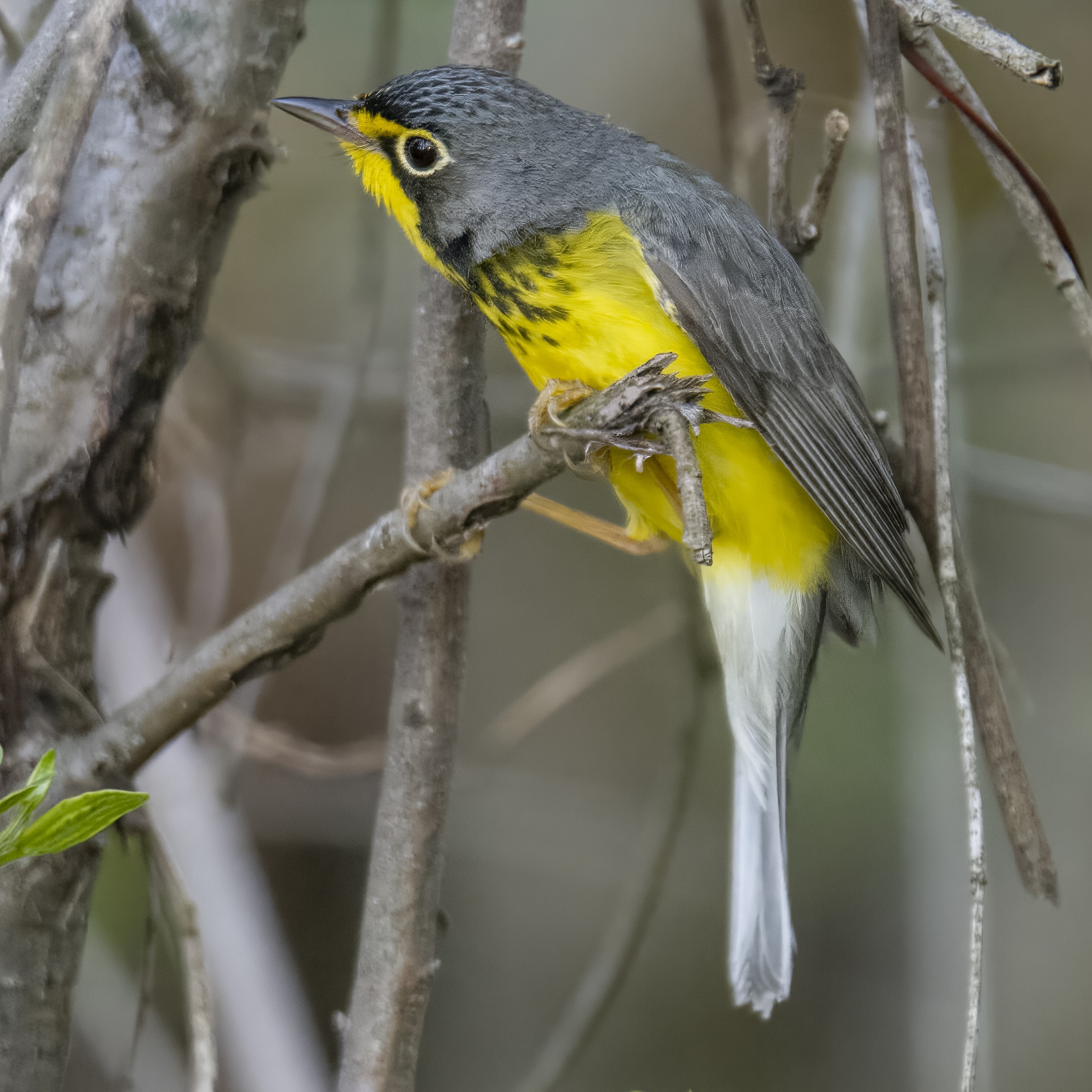 canada warbler magee marsh 5.15.23 dsc 6489 topaz denoiseraw sharpen canada warbler magee marsh 5.15.23 dsc 6489 topaz denoiseraw sharpen