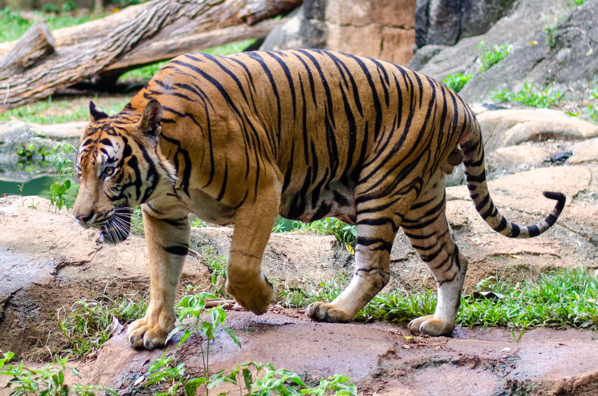 malayan tiger walking2