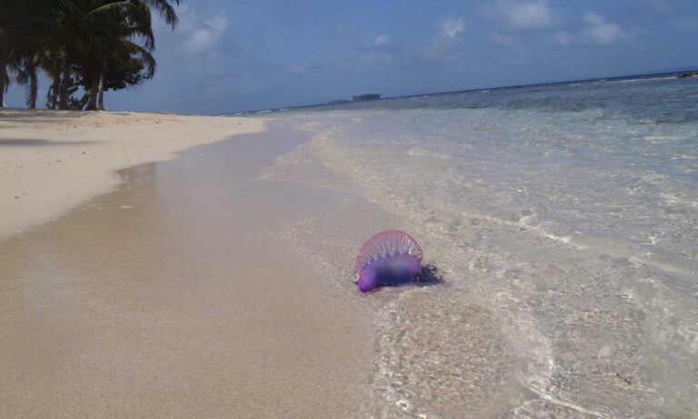 portuguese man o’ war (physalia physalis) fragata portuguesa, agua mala o botella azul portuguese man o’ war (physalia physalis) fragata portuguesa, agua mala o botella azul Man of War Jellyfish