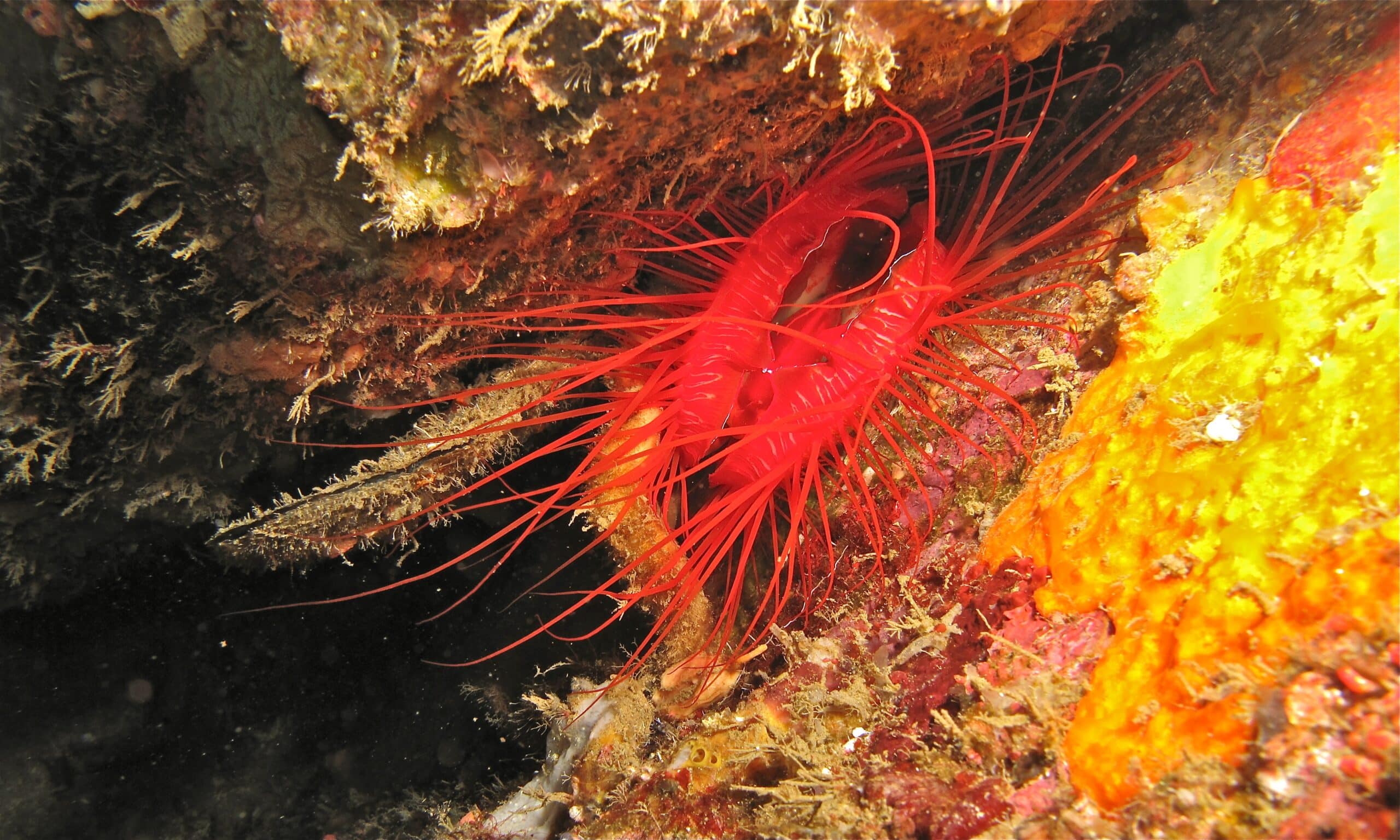 Disco Clam