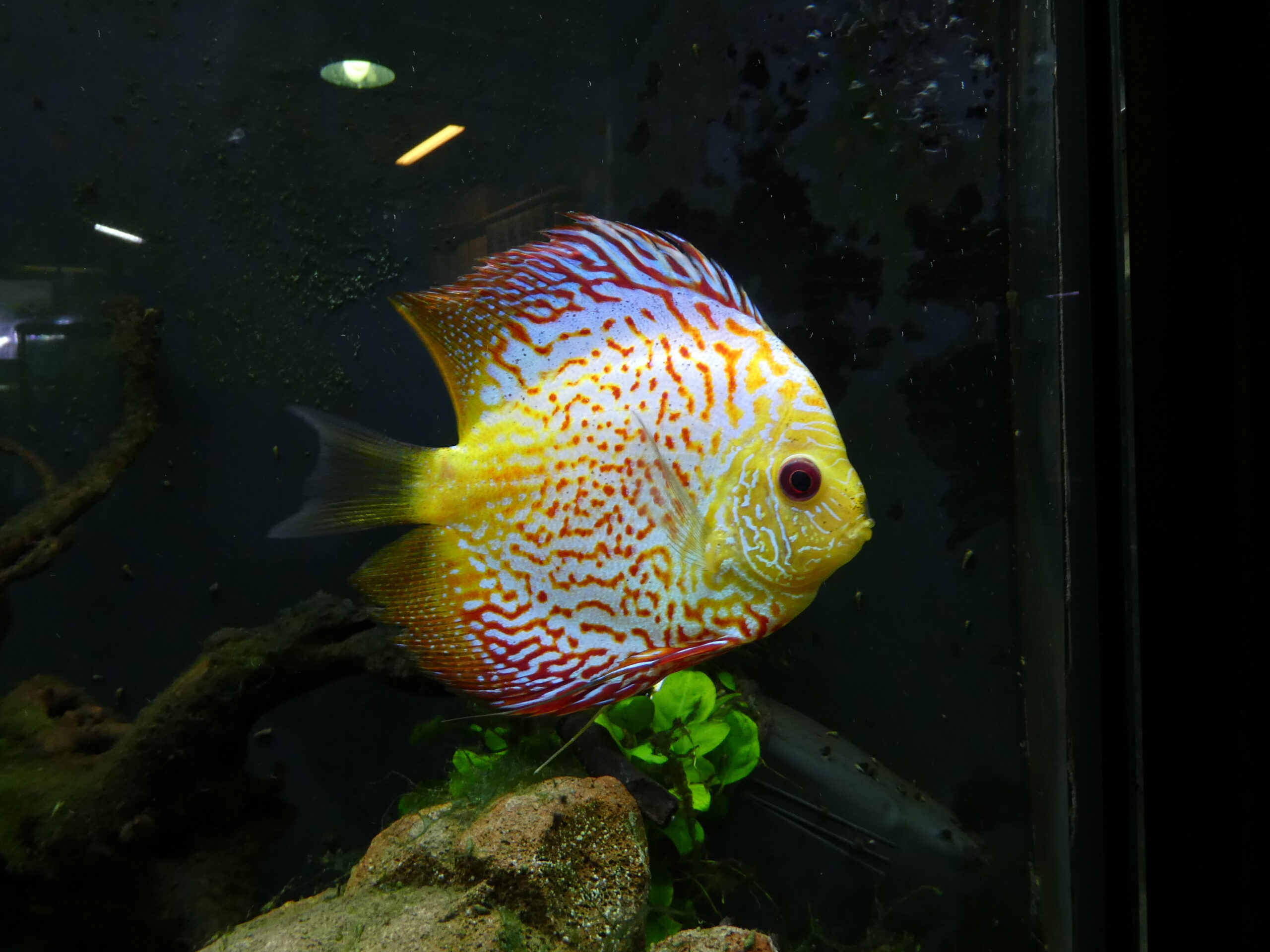 symphysodon sp. 01 symphysodon sp. 01